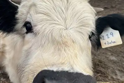 Image de Baby goats have arrived!