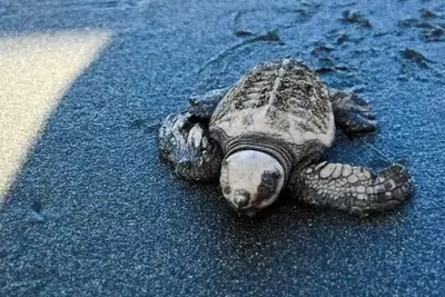 Image de Private and Safe. Amazing House near of the Beach, enjoy the peace and relax.