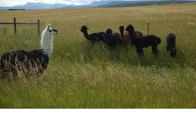 Image de Miista'k Mountain Cabin -- Modern Cabin -- 15 Min to Glacier East Entrance