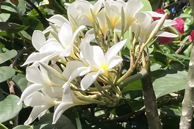 Image de Beautiful tropical garden seconds to the beach