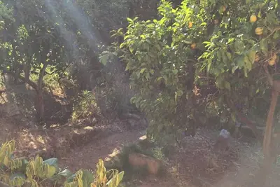 Image de Homerez - Maison Ajaccio, terrasse and jardin