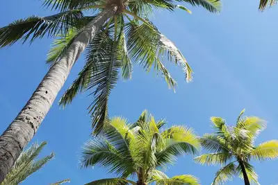 Image de Relaxing, convenient condo to savor your Atlantis adventure!