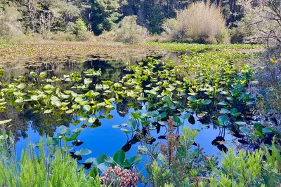 Image de Seaglass Cottage & Nature Sanctuary-Minutes to Mendocino Village, Beaches, Ocean