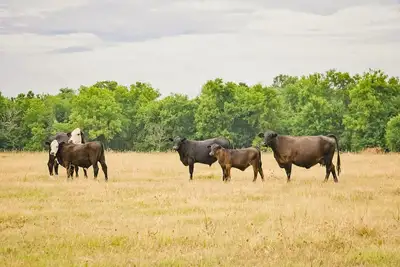 Image de Luxury Oklahoma Ranch
