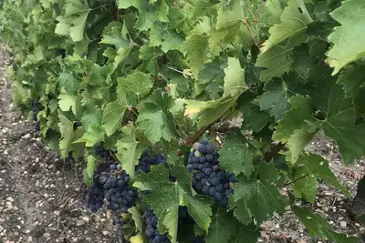 Gite 8-10 P, Piscine privée, grand jardin, Surf, 15 min Montalivet Vignoble Médoc
