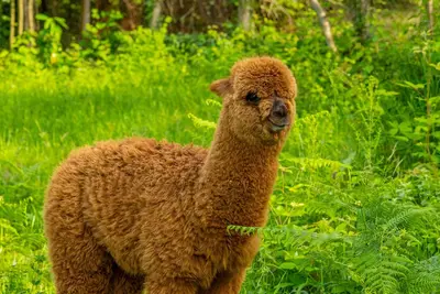 Image de Alya Kartepe Villa Hotel