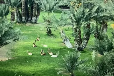 Image de Un \"Havre de Paix \" avec vue sur des Cerfs et des Biches.