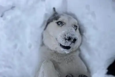 Image de Beautiful, Pet Friendly, Game Room, Great Wifi - Happy Husky Hideaway