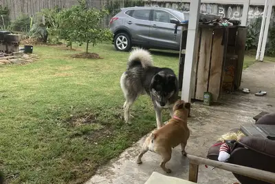 Image de Classic kiwi bach minutes walk from Buffalo Beach