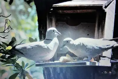 Image de Ronce, mer à 1mn, Les Stars du jardin, écureuils, tourterelles!