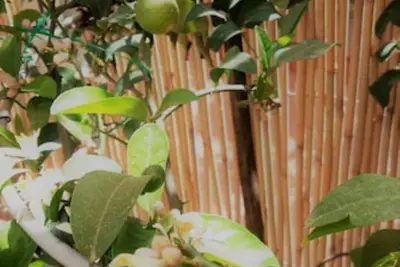 Image de Apartment in Lucca's center with private garden - Free Wifi