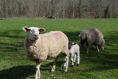 Image de River View Cottage with private heated pool and garden, at Chez Bigot