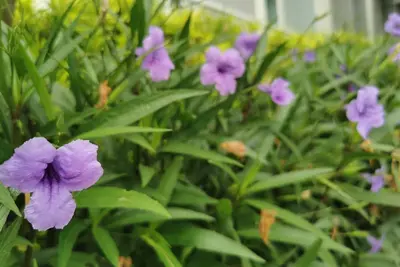 Image de 1br Studio w/ Pool, Balcony, Close to Airport, Bgc and Sm Aura.