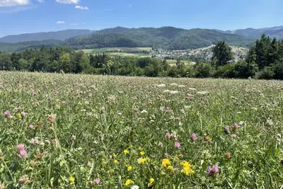 Image de Summer promotion wine festival & hiking: Freiburg in Sölden/Black Forest up to 3 persons
