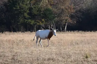Image de Rv Spot on *Exotic Animal Ranch* Campground. Bring Your Rv