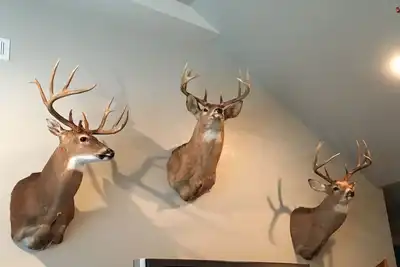 Image de Beaver lake secluded woods cabin near camp war eagle