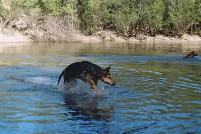 Image de Holiday house 4 km from the beach between Lloret and Tossa
