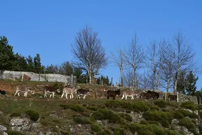 Image de Gite  12 places Haute Loire - dans le Massif du Mézenc - Meygal