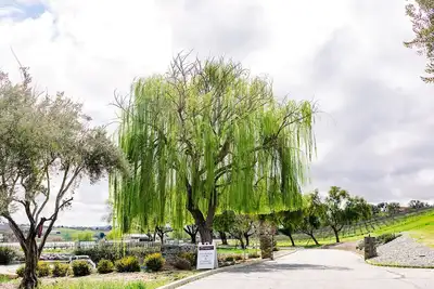 Image de Welcome to the Symphony Suite at Santellan Vineyards.