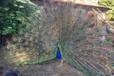 Image de Pure relaxation at the enchanted peacock farm