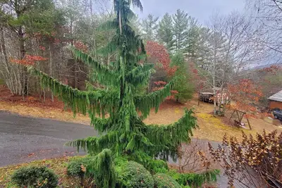 Image de Appalachian Mountain Evergreen Retreat