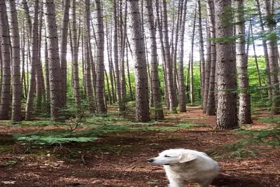 Image de Cozy Pan-Abode cottage on 2 acres water access to beautiful Kawagama Lake Dorset