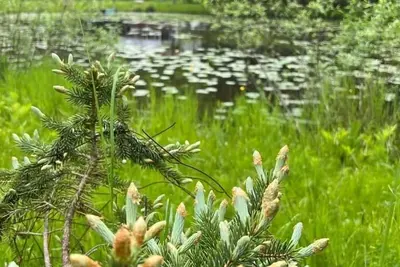Image de Cozy Cottage with a Pond 2