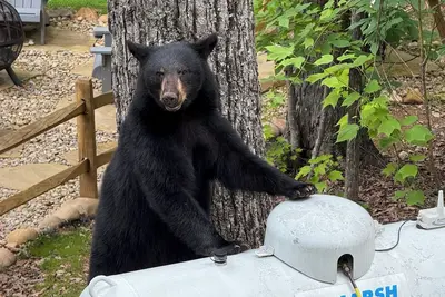 Image de Aunt Lib’s Shine Shack