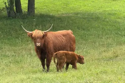 Image de Beautiful, Relaxing Farm Retreat with amazing grounds