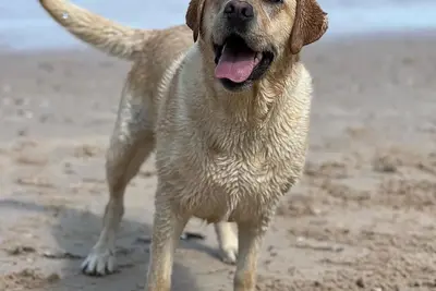 Image de Brand new, spacious family home in walking distance to beach.