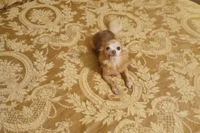 Image de Historic 1 1/2-story house in Salado! Walk to shopping, dining and Salado Creek.