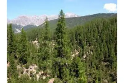 Image de Seashell Vaca unit 1.