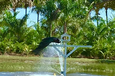 Image de Very private, 3 decks, a pond with many birds. Island living, access to mainland