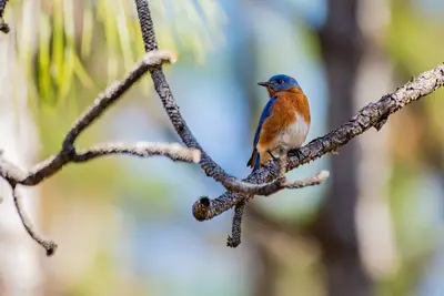 Image de Cute cottage next to farm animals near Nature Coast with pool