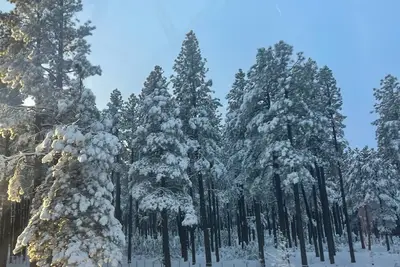 Image de Deep Forest Cabin