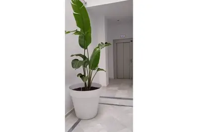 Image de 2 Flamenco 1b