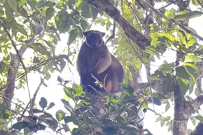 Image de Tablelands Tranquil Retreat
