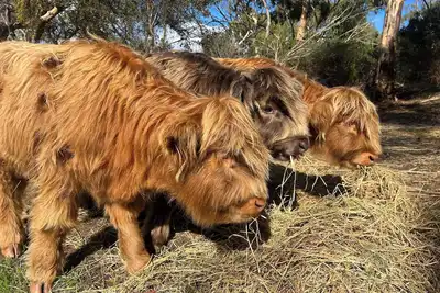 Image de Allusion Farmstay & Vineyard - Unit 2 Shiraz