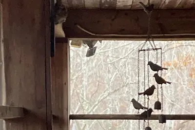 Image de Semi-Rustic Cabin with privacy near Fairystone State Park