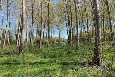 Image de Ferme landaise, \"Navarinne\" avec piscine et aire de jeux