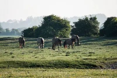Image de Camping les 3 Sablières