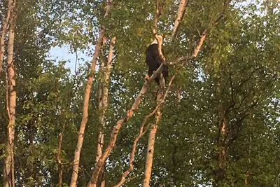 Image de Motorized Lake Front property.