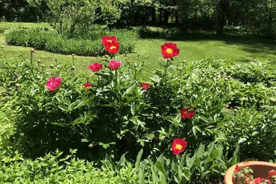 Image de Home in the woods with Views, Quiet, Gardens, near Tanglewood,