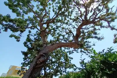 Image de Tale of Apulia - Selva di Fasano