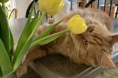 Image de Guest house overlooking the lake