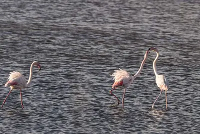 Image de 4 couchages a 5 min de la plage de l'argentière  la londe des maures dans le var