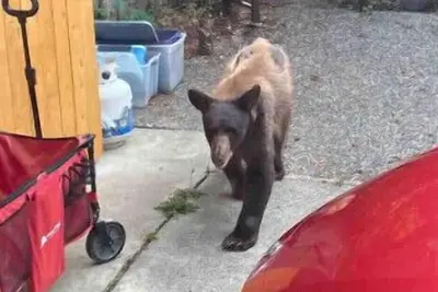 Image de Taylor Creek Hideway