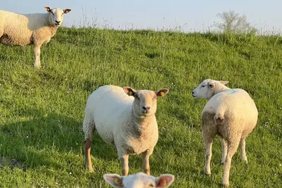 Image de 3-room, kitchen + 2 bathrooms \" modern apartment \"LeerZeit\"