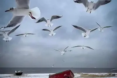 Image de Ferienwohnung/app. für 4 Gäste mit 60m² in Borkum