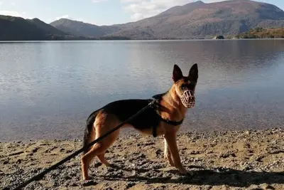 Image de Killarney Saoirse Cottage Sleeps 2 & pet Friendly
